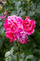 Red White ivy rose in the garden.