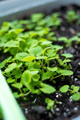 Small plants on the ground in spring