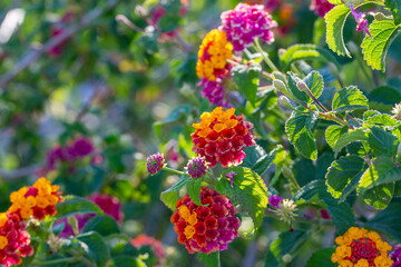 Lantana flower, Lantana acuelatr with blurry background. Common name chapel hill, camara flower.