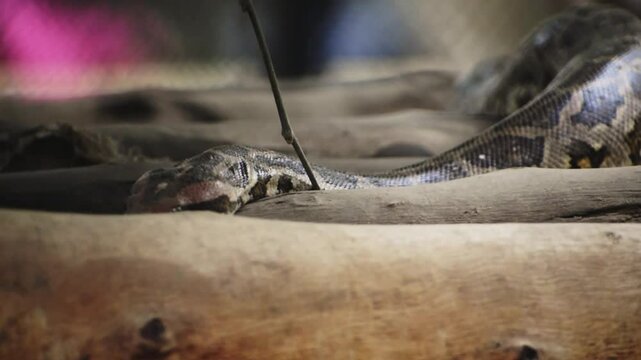 An Indian rock python slithering over wooden trunks