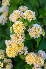 Lantana flower, Lantana acuelatr with blurry background. Common name chapel hill, camara flower.