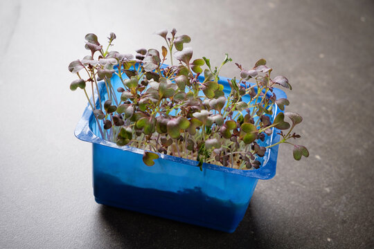 microgreens shoots in the box