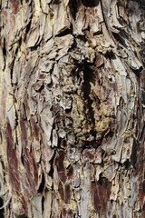 bark texture of Hesperocyparis arizonica (Arizona cypress)