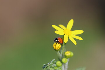 close up of seven spotted ladybug