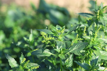 blooming Mercurialis annua L. which is commonly known as annual mercury	