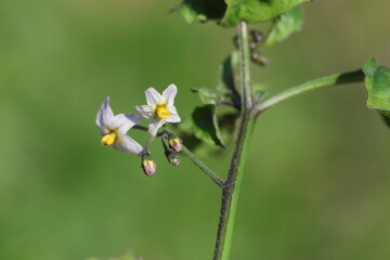 Solanum americanum plant in the nature