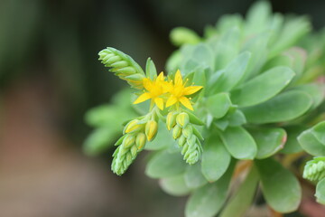flowers of sedum palmeri in the garden