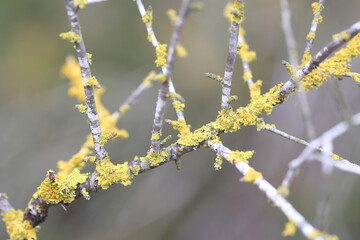 tree branch covered with lichens 