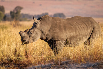 Dehorned white rhino in the african bush