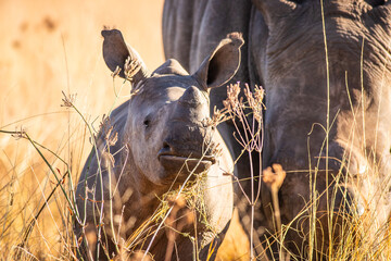 White rhino calf with mother close by