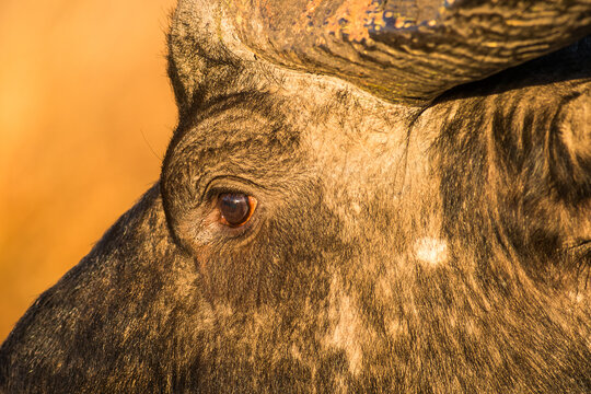 A close up photo of a cape buffalo