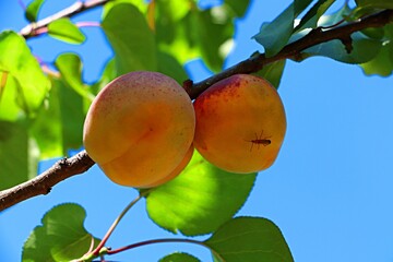 closeup ripen apricot on tree branch, summer fruit  background