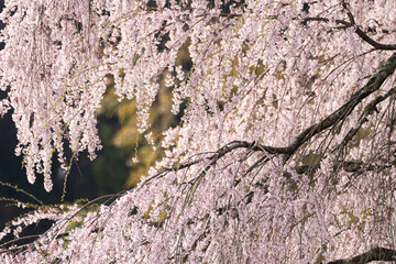 満開の枝垂れ桜をクローズアップで撮影