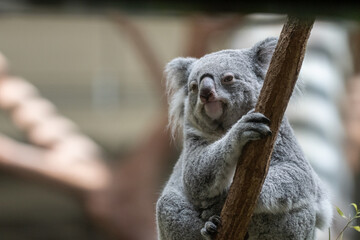 木の上でくつろぐ可愛いコアラ