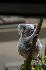 木の上でくつろぐ可愛いコアラ
