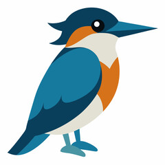 belted kingfisher on white background