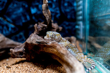 エレガンスボウユビヤモリ