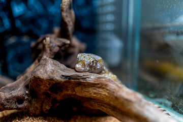 エレガンスボウユビヤモリ