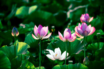In summer, red lotus flowers are particularly bright against the backdrop of green lotus leaves