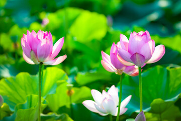 Fototapeta premium In summer, red lotus flowers are particularly bright against the backdrop of green lotus leaves