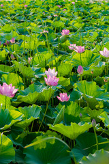 In summer, red lotus flowers are particularly bright against the backdrop of green lotus leaves