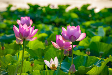 In summer, red lotus flowers are particularly bright against the backdrop of green lotus leaves