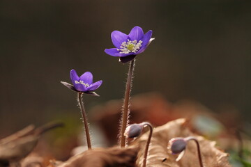 fiori di anemone hepatica nel bosco in primavera