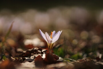 fiori di crocus nell'erba in primavera