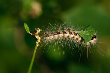 The larvae of the American white moth inhabit wild plants and peaches