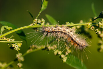 The larvae of the American white moth inhabit wild plants and peaches