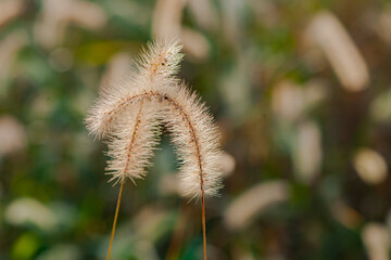 Obraz premium The dense vegetation in the fields of the North China Plain, the colorful wild flowers, and the beautiful concept of nature