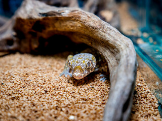 エレガンスボウユビヤモリ