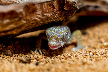 エレガンスボウユビヤモリ