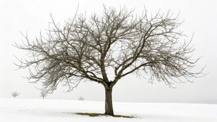 Lonely bare tree in a snowy landscape