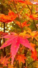 美しいグラデーションの紅葉の葉