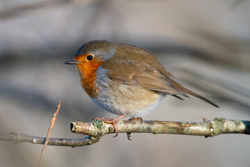 Robin on a Branch