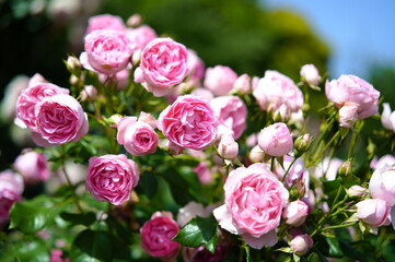 薔薇
