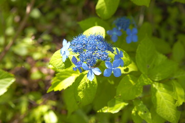 紫陽花の森