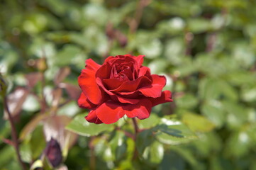 薔薇