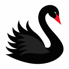 black swan on a white background
