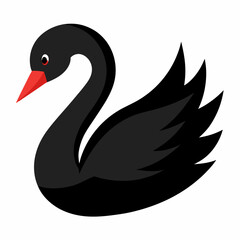 black swan isolated on white