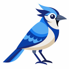 blue jay illustration