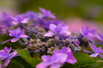 紫陽花の森