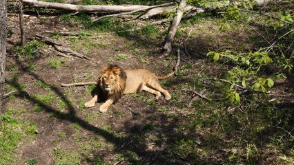 Lion rests peacefully on forest glade surrounded by lush trees embodying natures majesty and calm Lions serene posture highlights its strength grace and connection to tranquil forest setting