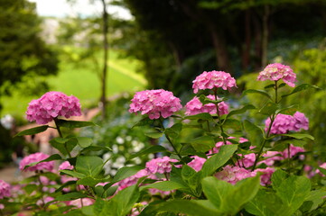 紫陽花の森