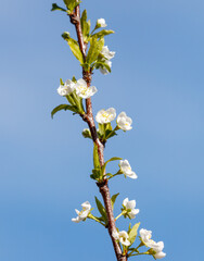 A tree branch with white flowers is shown against a blue sky