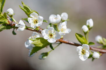 Obraz premium A branch with white flowers on it
