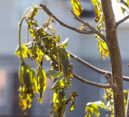 Leaves on a walnut tree after frost.