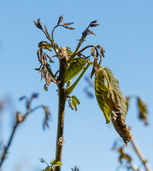 Leaves on walnut tree after frost against blue sky.