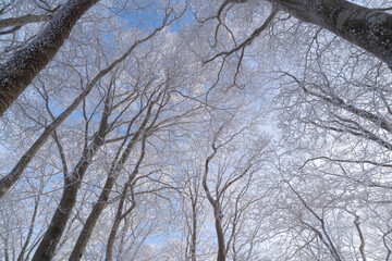 見上げると青空が広がる霧氷の森
